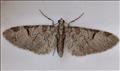 1820 (70.174)<br>Pinion-spotted Pug